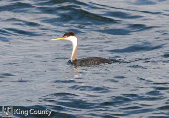 Photo of Western Grebe - Aechmophorus occidentalis